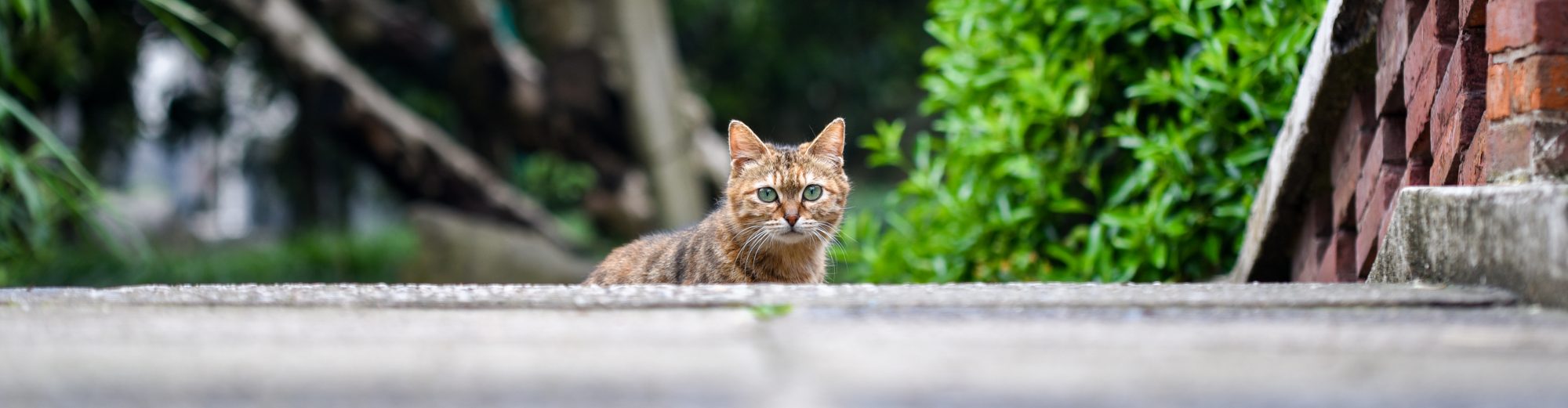 Tong Zhu Research Group