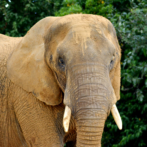 /src/assets/img/speakers/elephant.jpg