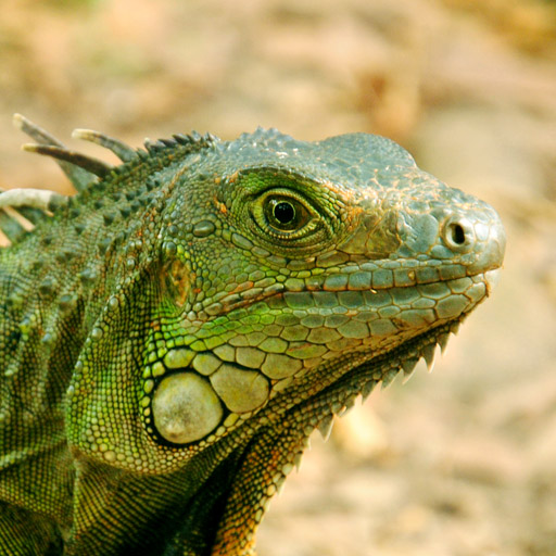 /src/assets/img/speakers/iguana.jpg