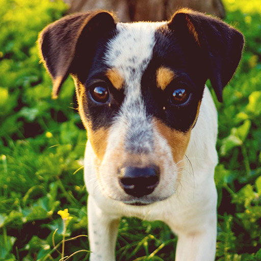 /src/assets/img/speakers/puppy.jpg
