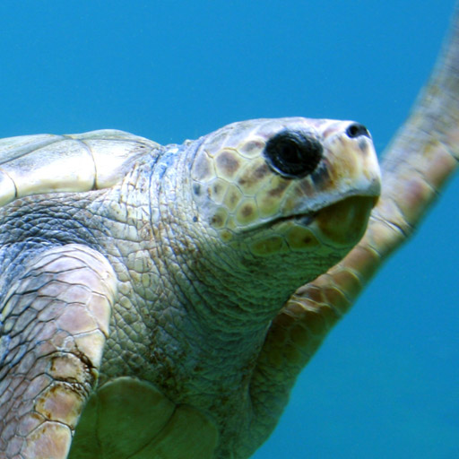 /src/assets/img/speakers/turtle.jpg