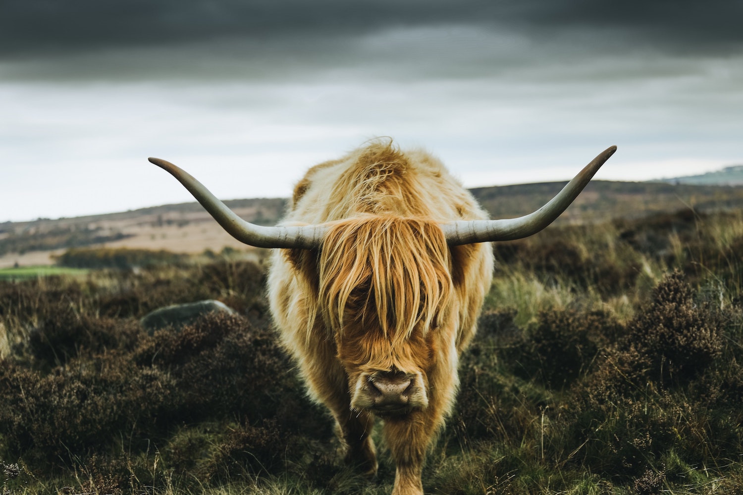 Demo image of an animal from https://www.pexels.com/