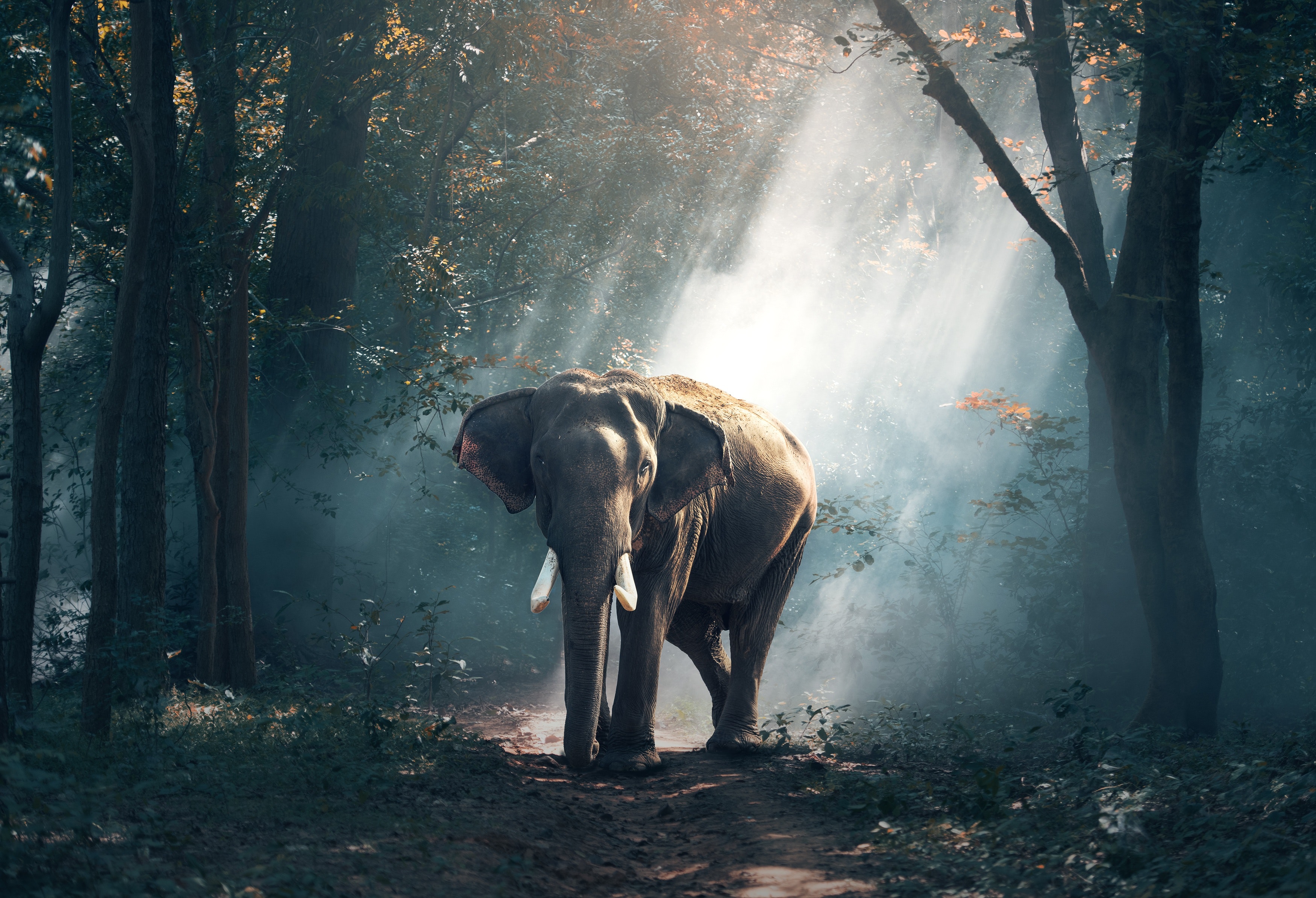 Demo image of an elephant from https://www.pexels.com/