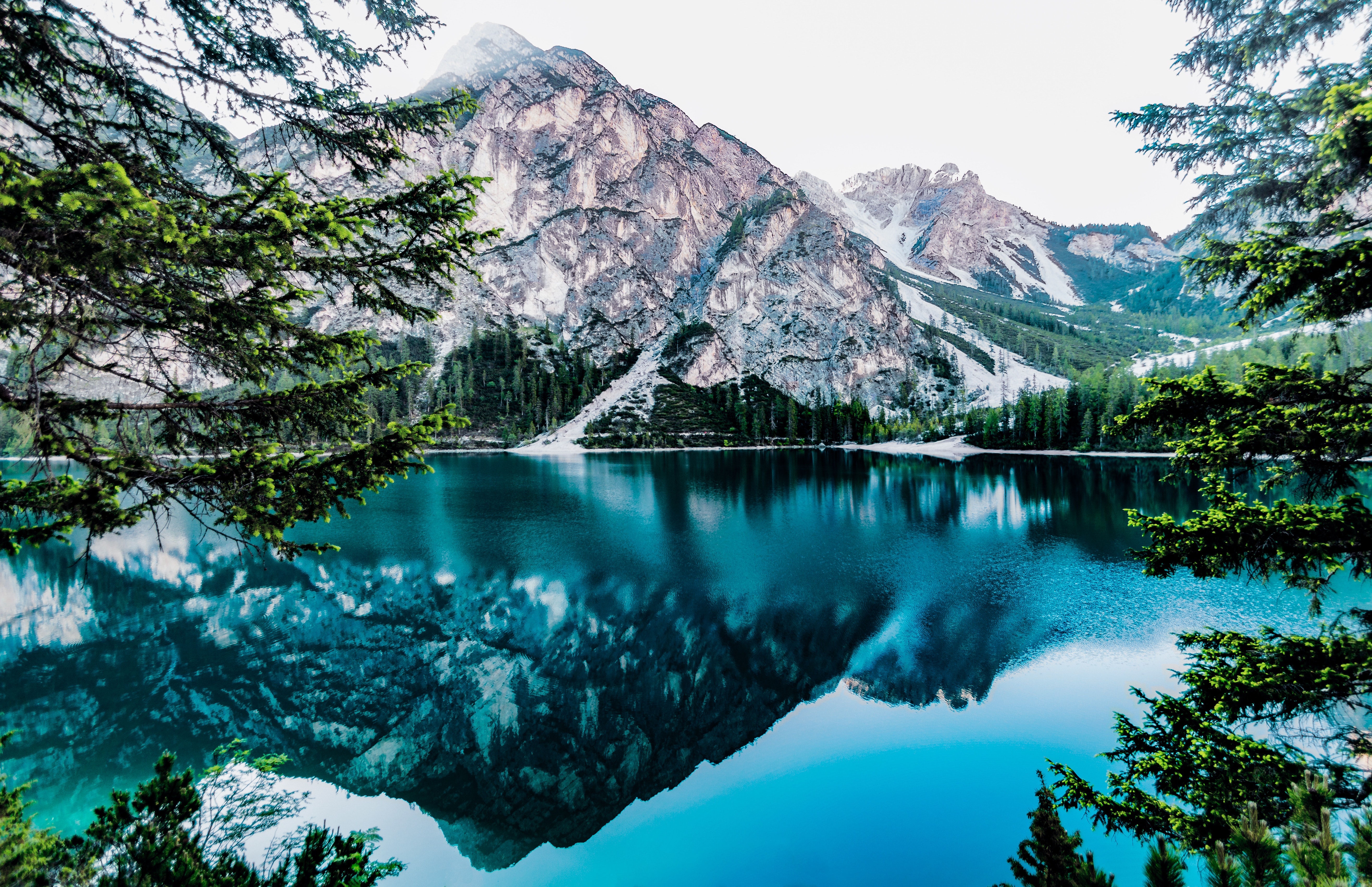 Demo image of a forest from https://www.pexels.com/
