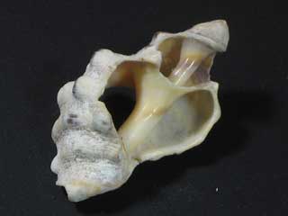 /app/tests/images/shell6.jpg