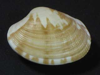 /app/tests/images/shell8.jpg