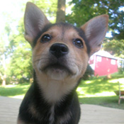 /fx/tests/images/averycutedog.jpg