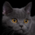 /learn/cat6.png