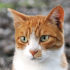 /learn/cat2.png