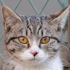 /learn/cat3.png