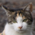 /learn/cat4.png