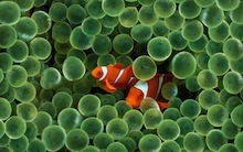 /tests/images/fish.jpg
