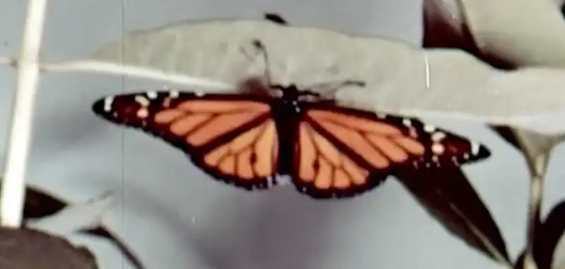 一只蝴蝶在巴西扇动翅膀会使美国的德克萨斯刮一场龙卷风吗？