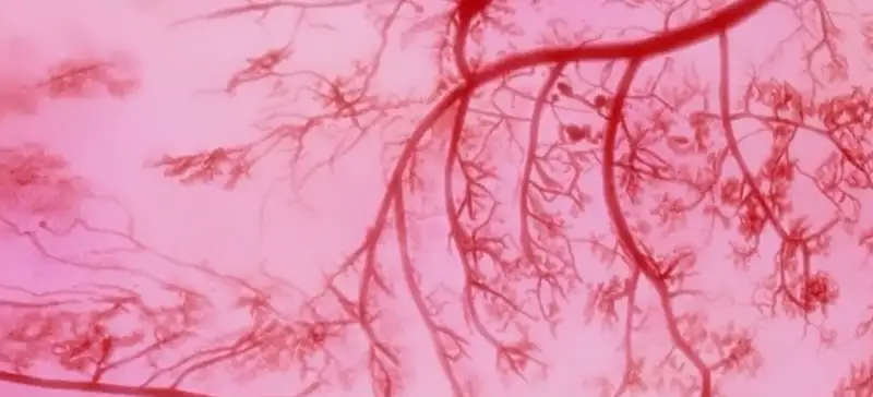 血管的组织形式