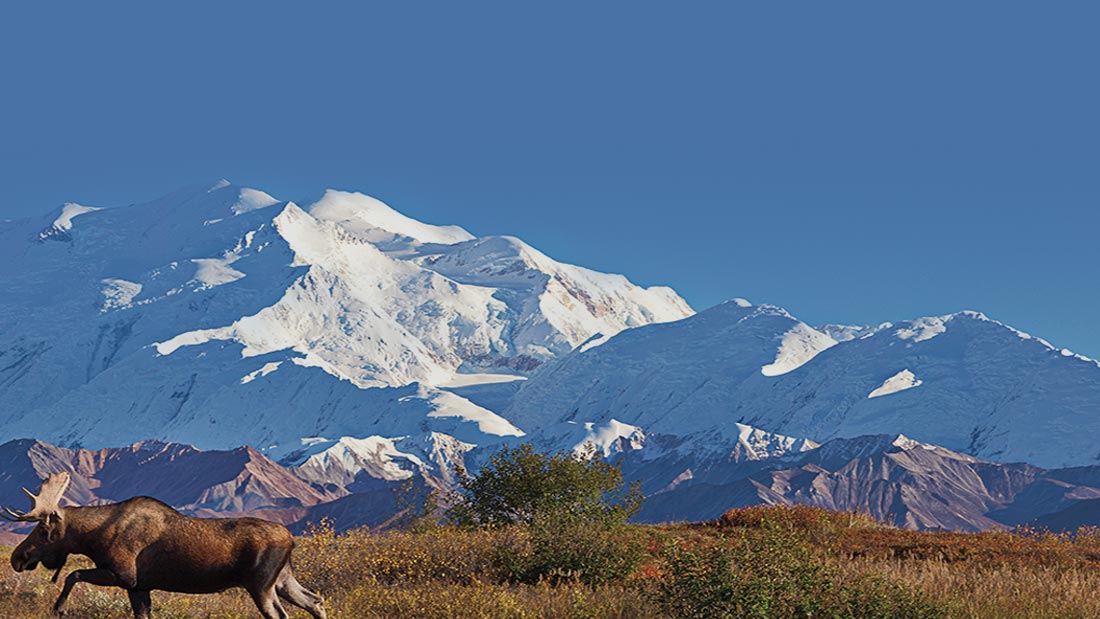 /app/images/HPHero_AK-Denali-moose2_md_020516.jpg