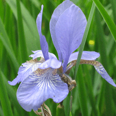 Iris flower static image