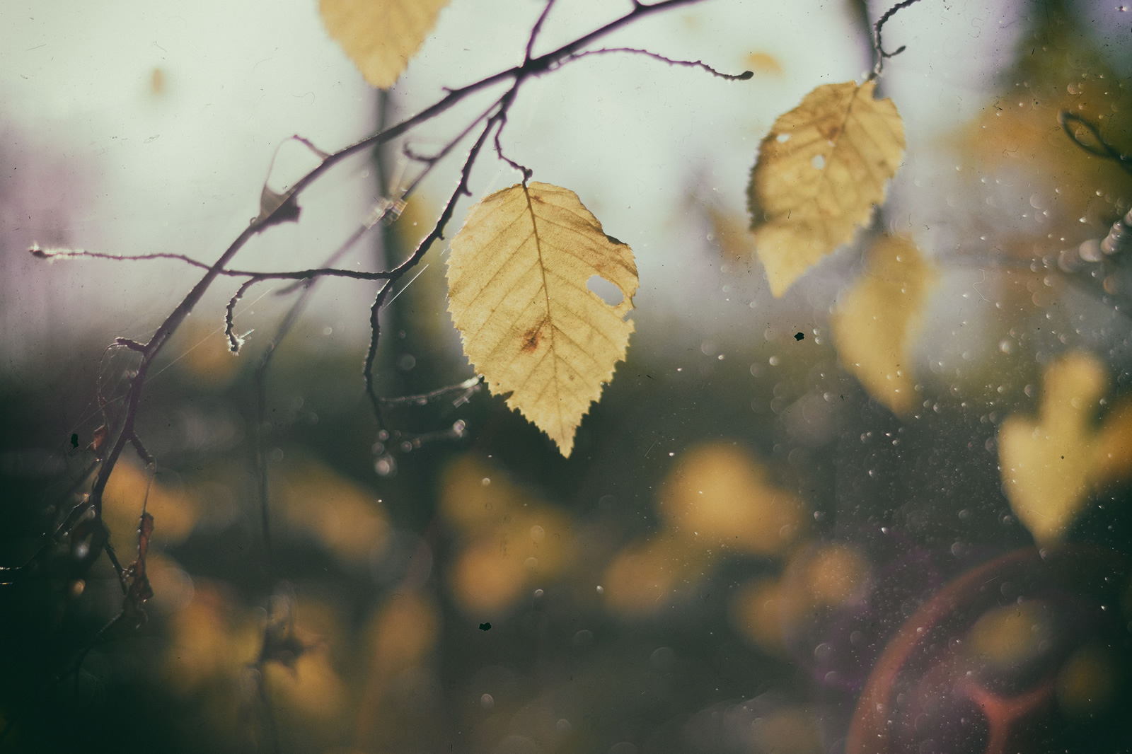 Focused on a single autumn leave hanging from a thin branch. More leaves appear out of focus in the background