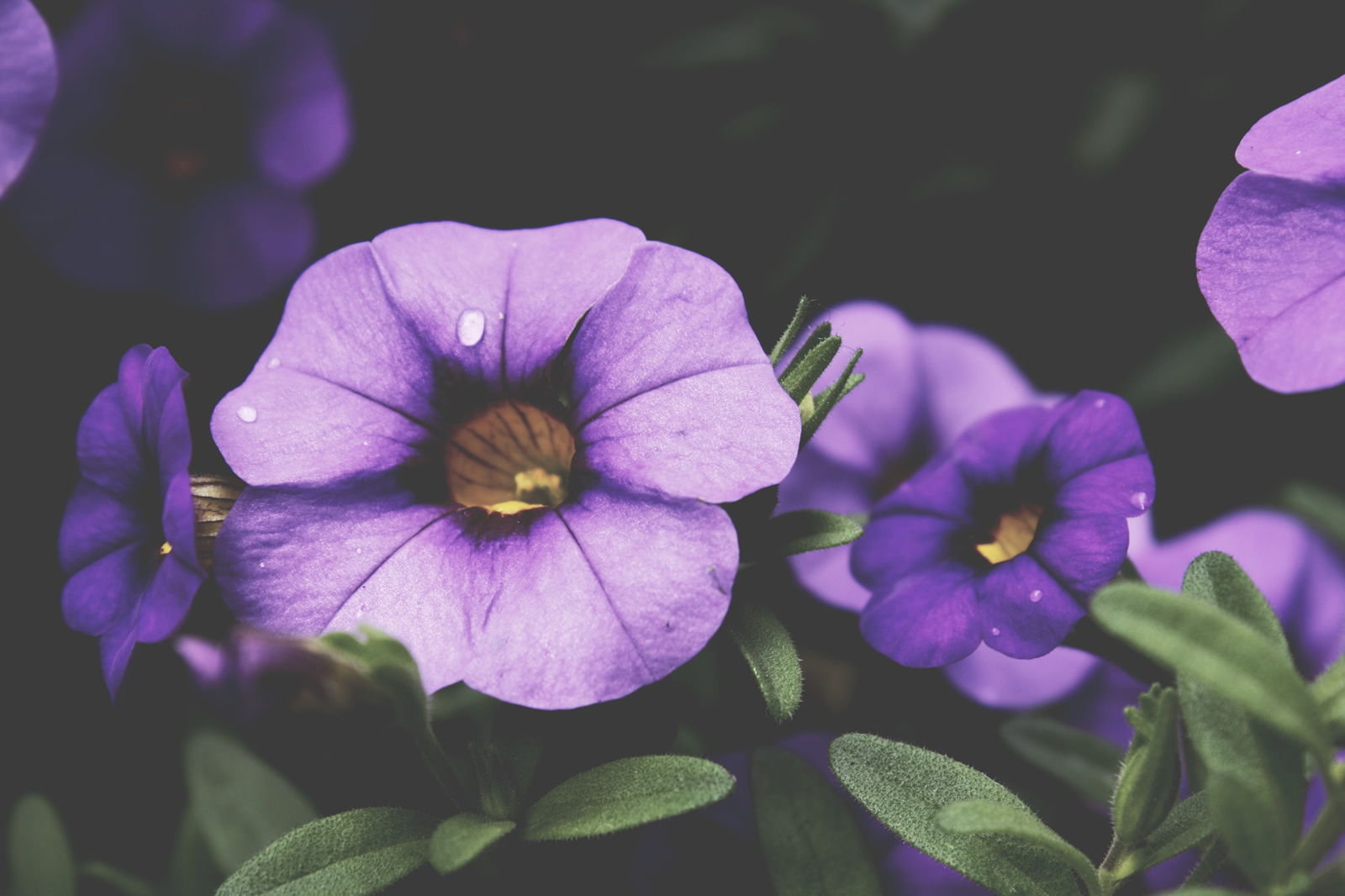 A close-up of several purple flowers with yellow centers. A few rain drops sit on the pettels