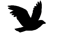 /src/renderer/assets/images/bird.gif